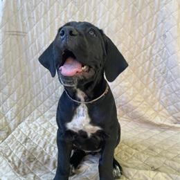 Cane Corso Puppies Ready for Loving Homes in Winter Park, fl