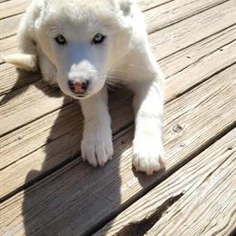 Husky Mix Puppy Looking for a Loving Home in Lynchburg, va