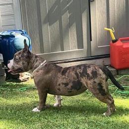 American Bully Female for Adoption in Binghamton, ny