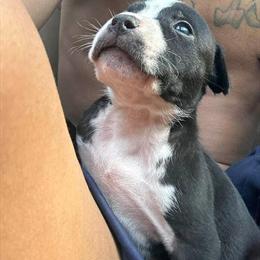 Puppy for $300 with delivery available in Binghamton, NY in Binghamton, ny