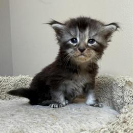Maine Coon Kitten 'SHAUNA' - Female Classic Black Tabby, TICA Registered in Bethlehem, pa