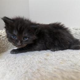 Maine Coon Kitten Misty - Black Smoke Female, TICA Registered in Bethlehem, pa