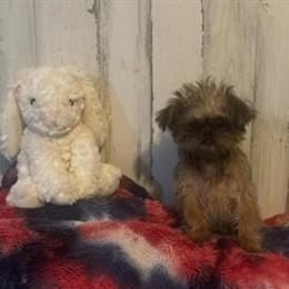Brussels Griffon puppy available for loving home in Bay City, mi