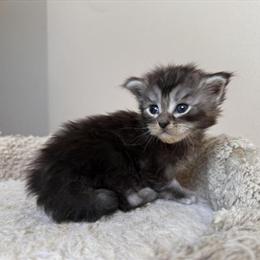 Maine Coon Kitten BINX - Female Black Classic Tabby, TICA Registered in Bethlehem, pa