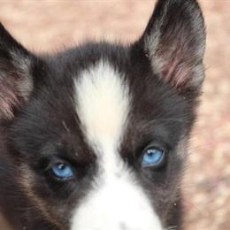 Female AKC Registered Siberian Husky with Blue Eyes in Hickory, nc