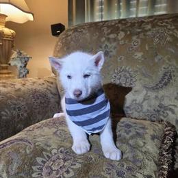 Beautiful AKC Registered Solid White Siberian Husky Male Puppy in Hickory, nc