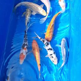 Medium Domestic Koi for Koi Ponds in Tobyhanna, pa
