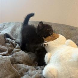 British Shorthair Kittens for Rehoming in Los Angeles, ca
