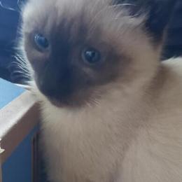 Siamese Kittens Ready for Adoption in High Point, nc