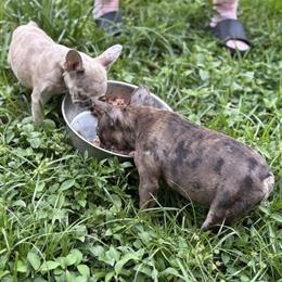 French Bulldog Puppies for Adoption in Miami, fl