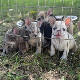 French Bulldog Puppies Available in Miami, fl