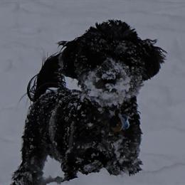 Female Mini F1b Goldendoodle Available for Adoption in Cambridge, oh