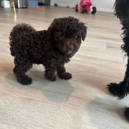 Tea Cup Poodle for Adoption in Southbridge, ma