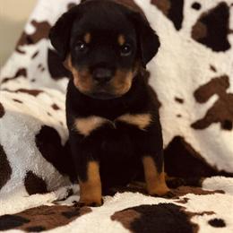 AKC Registered Rottweiler Puppies Ready for New Homes in Hillsboro, oh