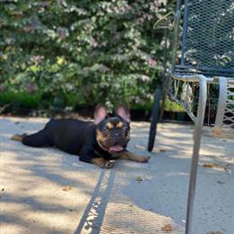 House Broken French Bulldogs for Rehoming in Jacksonville, fl