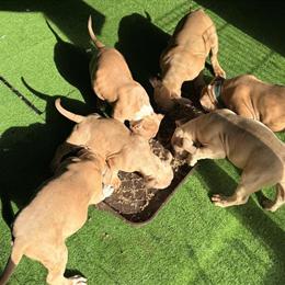 American Bully Puppies Ready for Rehoming in New Milford, nj