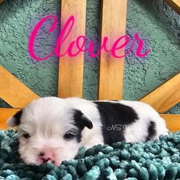 Yorkshire Terrier Parti Girl Ready in Florida in New Port Richey, fl