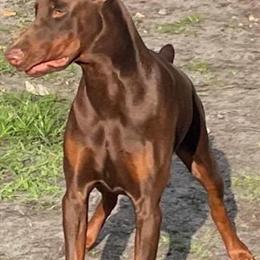 Doberman Puppies from Champion Bloodline in Miami, fl