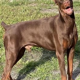 Doberman Puppies from Exceptional European Bloodline in Miami, fl