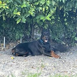 Doberman Puppies for Sale - European Bloodline in Miami, fl