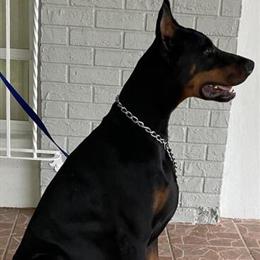 Doberman Puppies from Champion Bloodline in Miami, fl