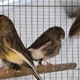 Female Gloster Canary for Breeding in Clifton Park, ny