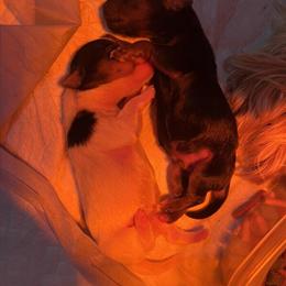 Yorkshire Terriers Available - 2 Females and 1 Male Ready for Christmas in Stafford, va