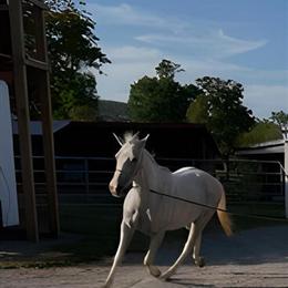 12-Year-Old Speckled White Mare - Part Quarter Horse for Sale in Omaha, ne