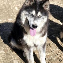 Siberian Husky - 1 Year Old Male in Sandy Hook, ky