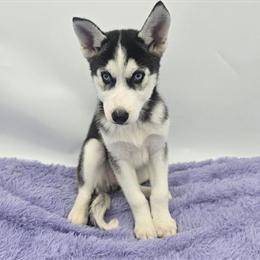 Siberian Husky Puppy - CKC Registered in Sandy Hook, ky