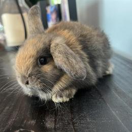 Holland Lop Bunnies Ready for New Homes in Mastic Beach, ny