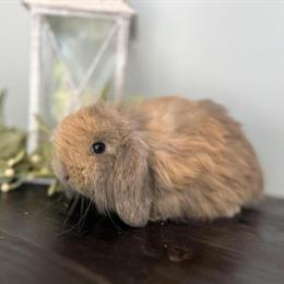 Fuzzy Lop Bunnies Ready for New Homes in Mastic Beach, ny