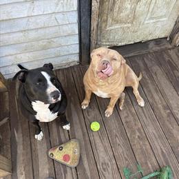 Two Pit Bulls Available for Rehoming in Columbus, oh