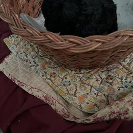 Maltipoo Puppy for Sale in Selma, al