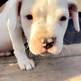Pit Bull Puppies: 10 Weeks Old, 1 Male and 1 Female in Hillsdale, mi