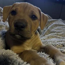 9 Week Old Male Pit Bull Puppy in Hillsdale, mi