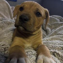 9 Week Old Male Pit Bull Puppy in Hillsdale, mi