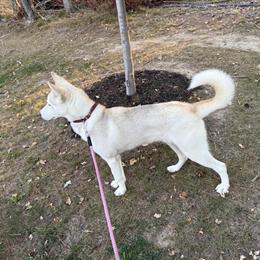 Siberian Husky Puppy for Adoption in East Lansing, mi