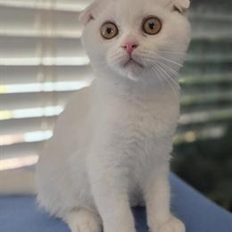 Scottish Fold Male Kitten for Adoption in Tampa, fl