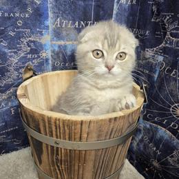 Scottish Fold Male Kitten Available in Tampa, fl