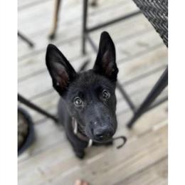 Professional Dog Training Services by Kylies K9 Training in Mooresville, nc