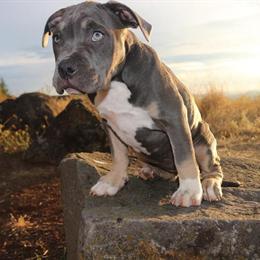 American Bullies - 13 Weeks Old, Ready for New Homes in Vancouver, wa