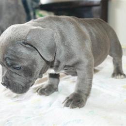 Micro Bullies for Sale - Various Colors and Prices in Vancouver, wa