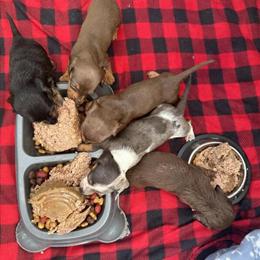 Mini Dachshund Puppies Available in Live Oak, fl