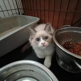 Ragdoll Kitten for Sale - Bicolor Blue in Delano, ca