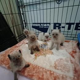 Ragdoll Kittens Available for Reservation in Delano, ca