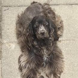 Cocker Spaniel Puppies Ready for Forever Homes in Elizabethtown, ky