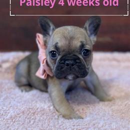 French Bulldog Puppies Available for Deposit in Carrollton, ga