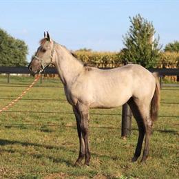 AQHA Colt - 6 Months Old in Eau Claire, wi
