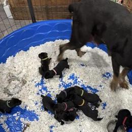 Cane Corso Puppies for Personal Protection - 3 Left in Chicago Area in Chicago, il